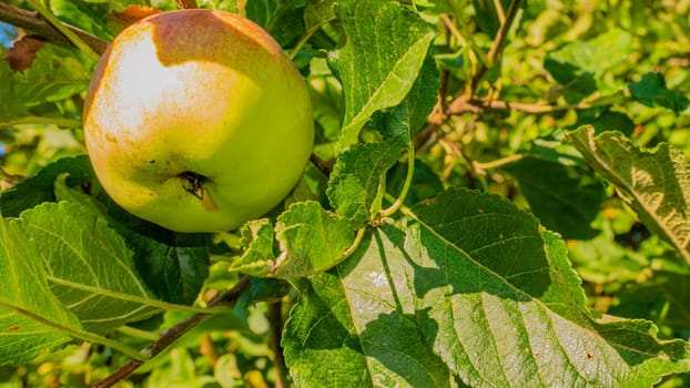 Apple fruit on a tree branch in the garden. Food photo. Harvesting the apple harvest. Orchard. Agriculture. Advertising photo of a shop window. Place for text. Template. Sunlight. Summer season.