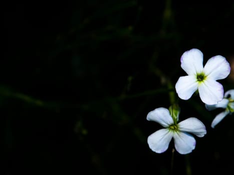 Closeup of a white garden flower in bloom. Flower bed. Floriculture. Template with place for text. Background image. Advertising photo of a flower shop window. Poster. Black background.