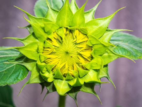 Green bud of a blooming sunflower flower. Flowering sunflower. Agriculture. Farm. Biology. Harvesting. Background image. Place for text. Crop production. Template. Macro photography.