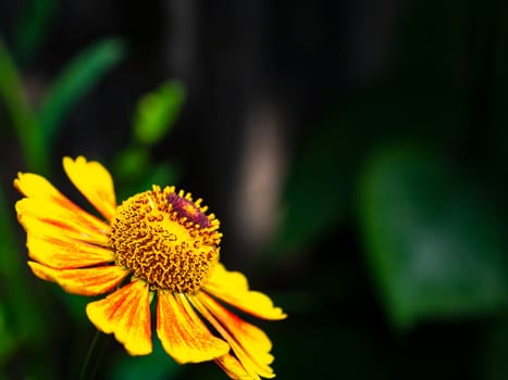 Closeup of a garden flower of gelenium in bloom. Flower bed. Floriculture. Template with place for text. Background image. Advertising photo of a flower shop window. Poster.