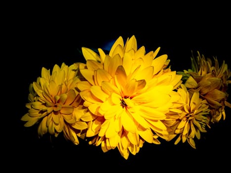 Yellow dahlia flowers on a black background. Blooming flowers. Yellow petals. Background image. Place for your text. Greeting card. A festive event. Day of Remembrance. Black background.