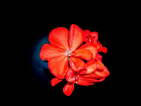 Red pelargonium flowers on a black background. Blooming flowers. Red petals. Background image. Place for your text. Greeting card. A festive event. Day of Remembrance. Black background.