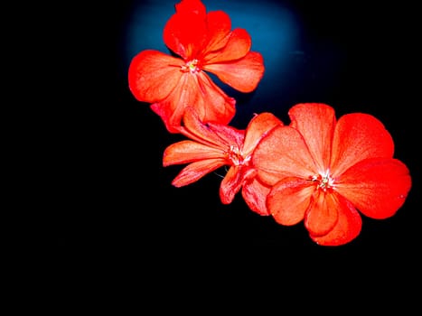 Red pelargonium flowers on a black background. Blooming flowers. Red petals. Background image. Place for your text. Greeting card. A festive event. Day of Remembrance. Black background.