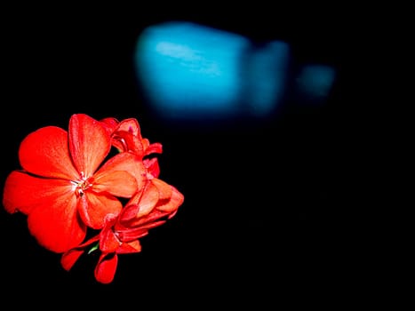 Red pelargonium flowers on a black background. Blooming flowers. Red petals. Background image. Place for your text. Greeting card. A festive event. Day of Remembrance. Black background.