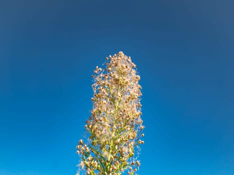 White wildflowers against the blue sky. . Blooming flowers. Clear summer day. Natural landscape. Background image Place for text.