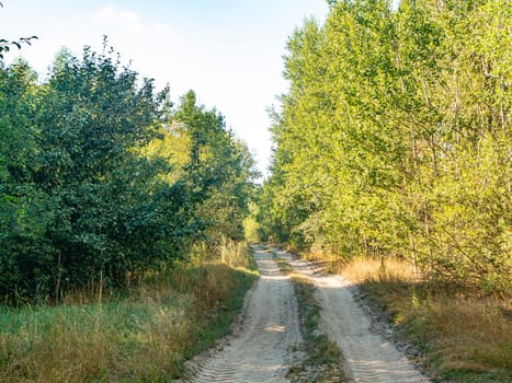 Forest dirt road on a sunny day. Natural landscape. Sunny day. Forest trail. Road for vehicle traffic. Background image. Summer season. Green foliage of trees.