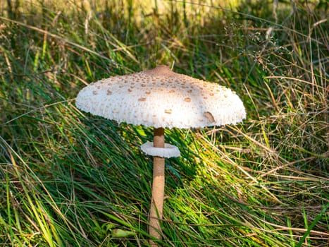 An edible umbrella mushroom growing in green grass. Mushroom umbrella in vivo. Green grass. Forest food. Collect mushrooms. Background image. Natural background.