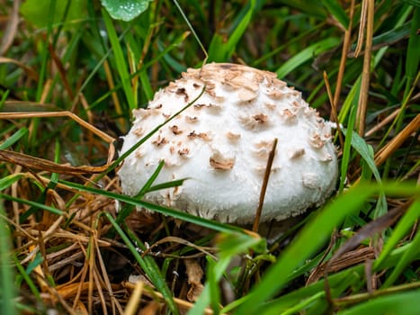 An edible umbrella mushroom growing in green grass. Mushroom umbrella in vivo. Green grass. Forest food. Collect mushrooms. Background image. Natural background.