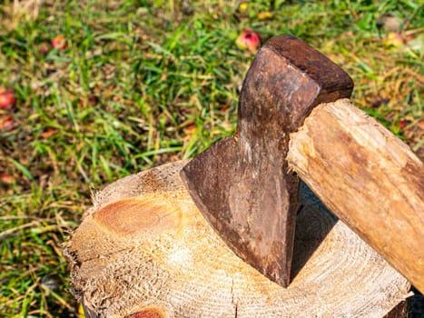 Chopping wood with an iron ax with a wooden handle. Hand tool ax. Preparation of firewood for the heating season. Deforestation. Timber industry. Environmental protection. Lumberjack. Pine tree.