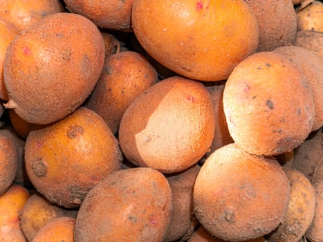 Harvested potatoes on a heap in sunlight. Harvesting potatoes. Agriculture. Agricultural activities. Farmer. Background image.