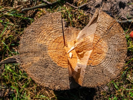 Chopping wood with an iron ax with a wooden handle. Hand tool ax. Preparation of firewood for the heating season. Deforestation. Timber industry. Environmental protection. Lumberjack. Pine tree.