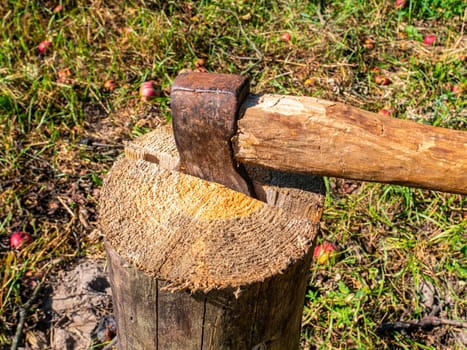 Chopping wood with an iron ax with a wooden handle. Hand tool ax. Preparation of firewood for the heating season. Deforestation. Timber industry. Environmental protection. Lumberjack. Pine tree.