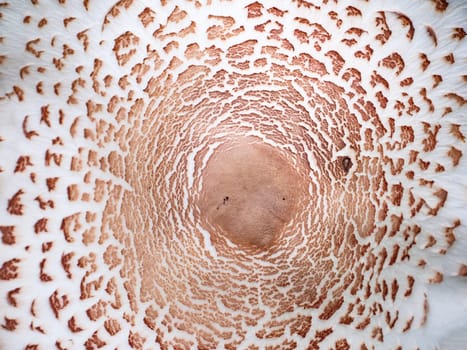 The texture of the umbrella mushroom cap. Mushroom umbrella in vivo. Forest food. Collect mushrooms. Background image. Natural background. Place for your text.