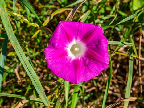 Wild flower pink bell on a background of green grass. Blooming meadow flowers. Floriculture. Summer season. Background image. Place for your text. Botany. Environment.