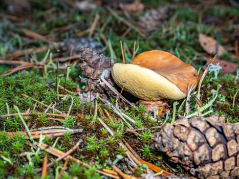 Edible oily mushroom in a pine forest. Harvesting of oily mushroom. Forest food. Pine tree needles. Natural background. Background image.