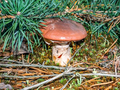 Edible oily mushroom in a pine forest. Harvesting of oily mushroom. Forest food. Pine tree needles. Natural background. Background image.