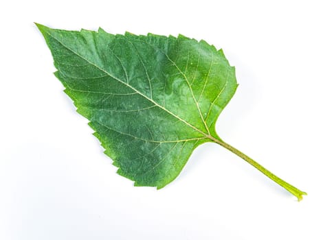 Green leaf of sunflower on a white background. Sunflowers agricultural crop. Green leaf of a plant. Background image. Place for your text.