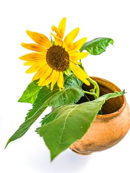 Sunflower flower in a clay jug on a white background. Yellow sunflower flower. Ceramic vase. Earthenware. Kitchen ceramics. Background image. Place for text.