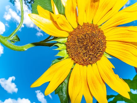 Blooming sunflower against the blue sky with clouds. Yellow sunflower flower. White clouds in the sky. Agriculture. Summer sunny day. Background image. Place for your text. Poster.