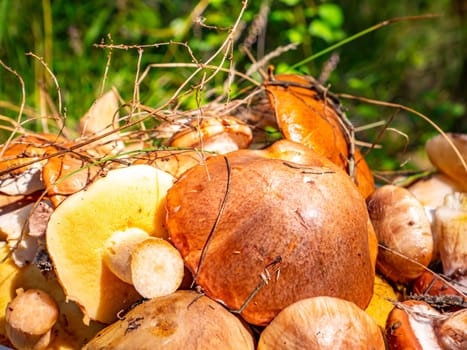 Harvested forest edible mushroom oily. Forest food. Forest mushroom oily picking season. Natural background. Background image.