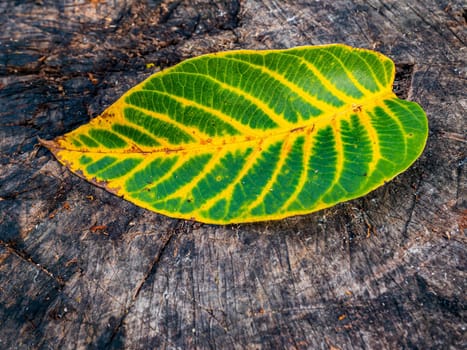 Autumn green leaf of a tree with yellow stripes. Autumn leaf of walnut tree. Fall. Background image. Place for text. Wooden background. Natural background.