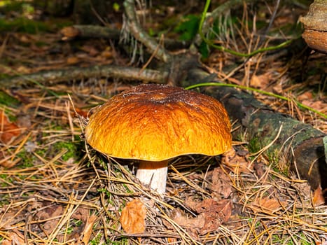 The season for picking porcini mushrooms in the forest. Edible porcini mushroom. Forest harvest. Mushroom cap. Pine forest. Background image. Natural background.
