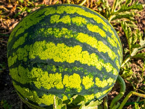 Berry green striped watermelon grows on melons. Green striped watermelon. Agriculture. Farm field. Harvesting. Sweet fruit food. Fruit shop showcase. Background image. Place for text.