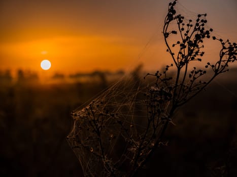 Meadow plant with cobwebs in the rays of the rising sun. Morning dawn. Evening sunset. Evening dawn. Fog over the meadow. Cobweb on a dry field plant. Natural landscape. Background image.