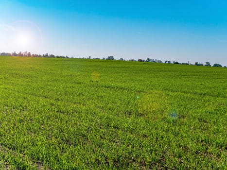 Green agricultural field of winter crops against the blue sky. Farm field of winter crops. Agriculture. Farming. Blue sky. Sunny day. Horizon. Natural landscape. Background image. Place for text.