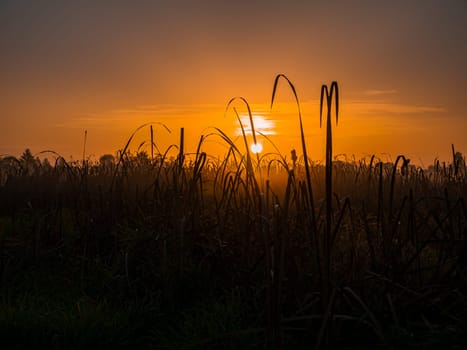 Water reed in the rays of the rising sun. Morning dawn. Evening sunset. Evening dawn. Fog over the meadow. Water reed. Fishing place. Hunter's place. Natural landscape. Background image.