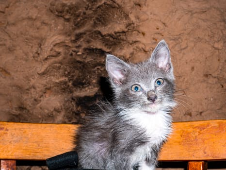A gray kitten with blue eyes looks into the lens. Not a purebred domestic cat. Pets. Young kittens. Predators of the cat family. Nature. Animal head. Animal eyes. Background.