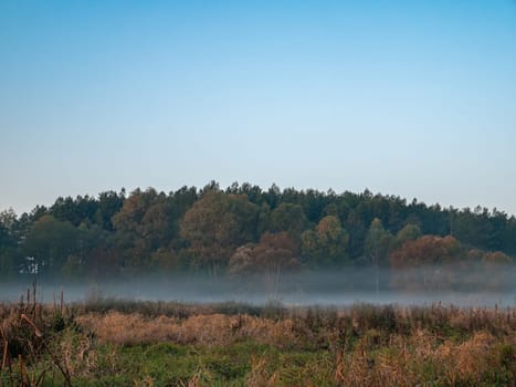 Morning fog in the meadow against the background of the forest horizon. Evening fog. Blue sky. Green meadow. Rural field. Pine forest on the horizon. Natural landscape. Background image.