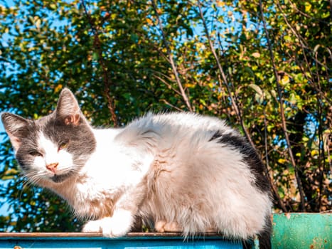 A white cat with gray ears looks into the lens. Not a purebred domestic cat. Pets. Young kittens. Predators of the cat family. Natural background. Animal head. Animal eyes. Background.