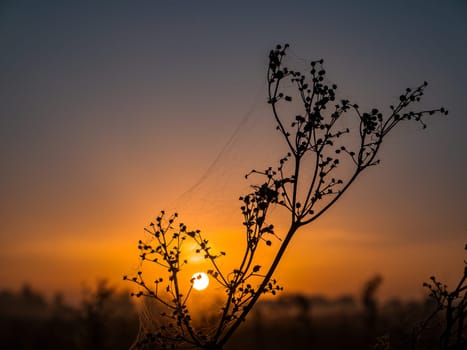 Meadow plant with cobwebs in the rays of the rising sun. Morning dawn. Evening sunset. Evening dawn. Fog over the meadow. Cobweb on a dry field plant. Natural landscape. Background image.