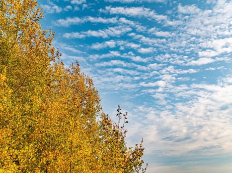 Yellow autumn foliage of trees against the blue sky. Yellow autumn deciduous grove. Blue sky with white clouds. White clouds. Natural landscape. Horizon. Natural season. Clear sunny weather.