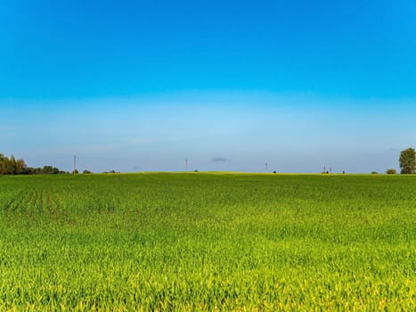 Green agricultural field of winter crops against the blue sky. Farm field of winter crops. Agriculture. Farming. Blue sky. Sunny day. Horizon. Natural landscape. Background image. Place for text.