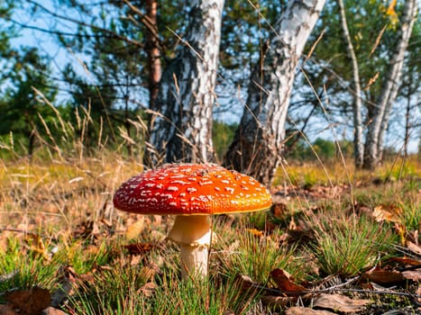 Inedible mushroom red fly agaric near birch tree. Forest poisonous mushroom red fly agaric. Forest harvesting. Mycelium. White birch trees. Green grass. Natural background. Clear sunny weather.