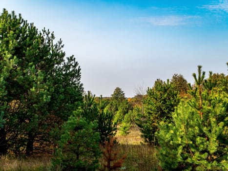 Pine forest against the blue sky on the horizon. Pine forest. Spruce. Blue sky with white clouds. White clouds. Clear sunny day. Clear sunny weather. Natural landscape. Natural background.