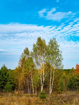 White birch trees against the blue sky. Yellow autumn foliage. Birch tree. Blue sky with clouds. White clouds. Autumn season. Clear sunny weather. Natural landscape. Daytime. Background image.