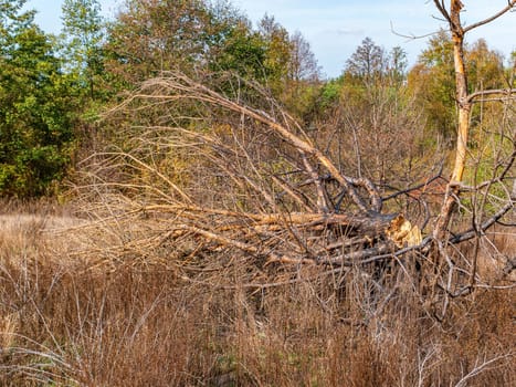 A pine tree broken by a hurricane lies on the grass. Dry wood. Deciduous trees. Green meadow. Pine forest. Aftermath of the storm. Background image. Summer sunny day. Horizon.