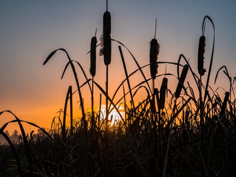 Water reed in the rays of the rising sun. Morning dawn. Evening sunset. Evening dawn. Fog over the meadow. Water reed. Fishing place. Hunter's place. Natural landscape. Background image.