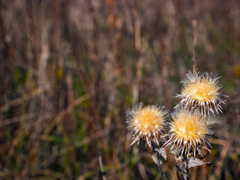 Dried autumn meadow flower on a background of dry grass. Plant seeds. Autumn season. Dry field. Meadow flowers. Natural background. Background image. Seasons. Plants in nature.