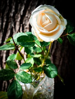 White rose flower in a vase on a wood background. Bouquet of white roses. Wedding bouquet of flowers. Valentine's Day. Mothers Day. Birthday. Celebration. Greeting card. Background image.
