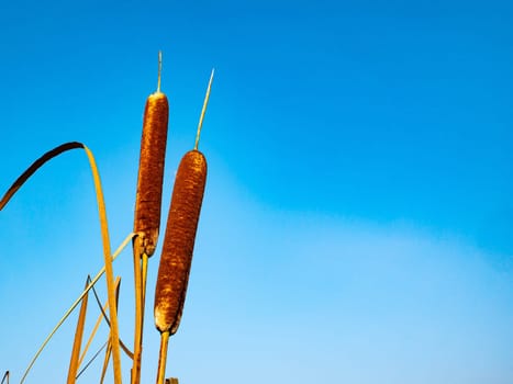 Reed aquatic plant on a background of blue sky. Water reed against the blue sky. Reed plant on the shore of a reservoir. River reeds. Natural background. Fisherman's place. Hunter's place.