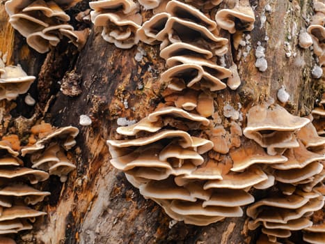 Fungus growths root sponge on a tree stump. Root sponge. Mushroom growths on a dry tree trunk. Rotting wood. Forest mushrooms. Natural background. Background image.