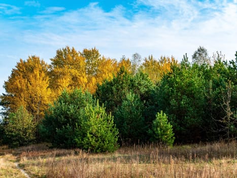 Yellow foliage of trees against the blue sky. Green pine trees. Deciduous grove. Blue sky with clouds. White clouds. Autumn season. Pine forest. Natural landscape. Daytime. Background.