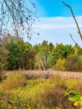 Natural forest landscape against the blue sky. Dry wood. Deciduous trees. Green meadow. Pine forest. Blue sky with white clouds. Background image. Summer sunny day. Horizon.