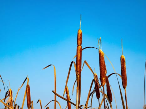 Reed aquatic plant on a background of blue sky. Water reed against the blue sky. Reed plant on the shore of a reservoir. River reeds. Natural background. Fisherman's place. Hunter's place.