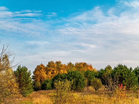 Yellow foliage of trees against the blue sky. Green pine trees. Deciduous grove. Blue sky with clouds. White clouds. Autumn season. Pine forest. Natural landscape. Daytime. Background.