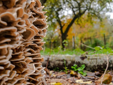 Fungus growths root sponge on a tree stump. Root sponge. Mushroom growths on a dry tree trunk. Rotting wood. Forest mushrooms. Natural background. Background image.
